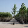 Gewone els (Alnus glutinosa)